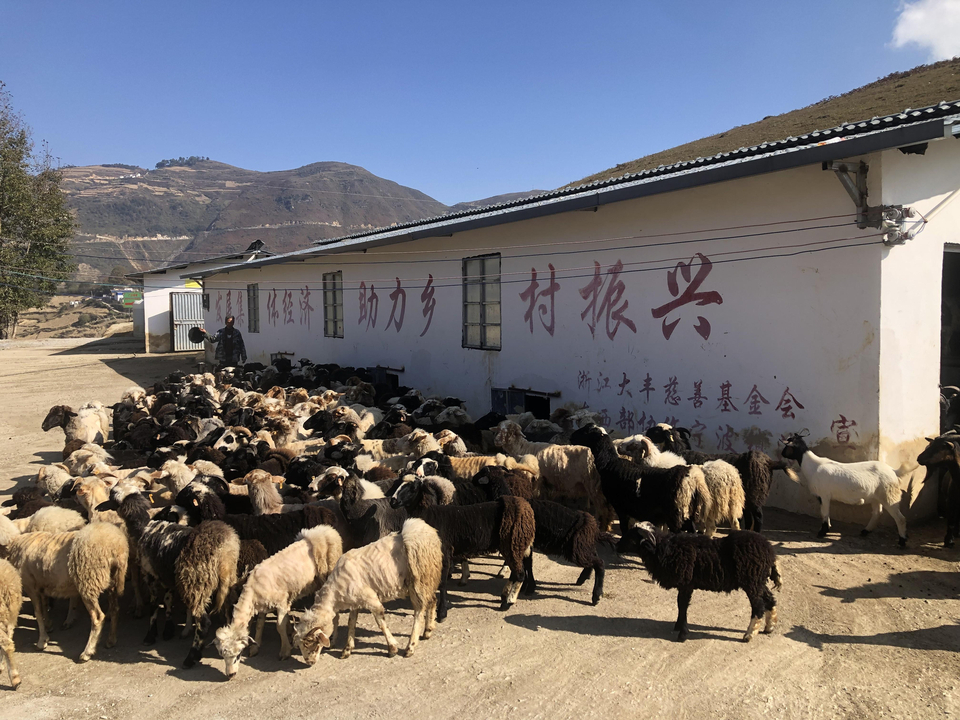 乡村振兴金阳助农项目喜迎分红大会